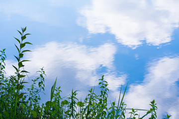 An abstract background image of grass on the edge of a wetland pond with blue sky and fluffy white clouds reflected in the water.