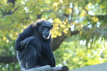 Chimp / Chimpanzee Sitting 