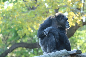 Chimp / Chimpanzee Sitting Looking Away 