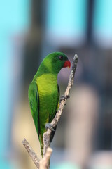 Lorikeet / Colorful Tropical Bird / Parrot on a Small Branch 