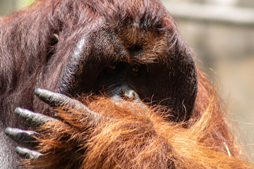 Male bornean orangutan © Suzanna