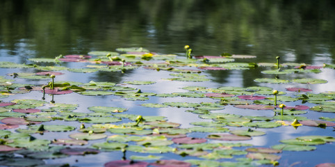 Lily pads floating on a quiet pond with the reflection of trees, sky and fluffy clouds in the water is a natural habitat for freshwater fish and amphibians.