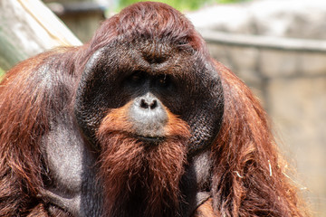 Male bornean orangutan
