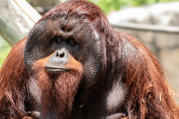 Male bornean orangutan © Suzanna