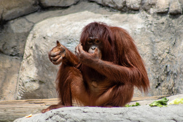 Female bornean orangutan © Suzanna