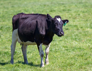 A black and white friesian cow in a grassy field