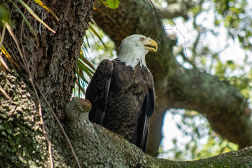 Female bald eagle