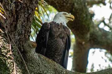 Female blad eagle