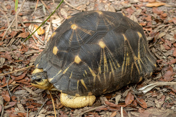 Radiated tortoise