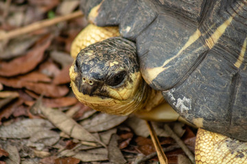 Naklejka premium Radiated tortoise