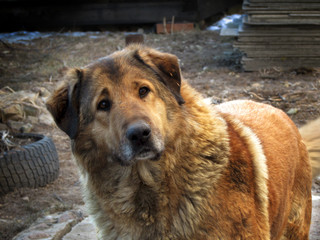 dog