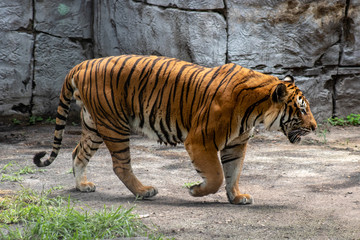 Fototapeta premium Male tiger