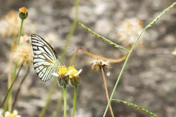 Butterflies are caught on the flowers.