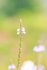 Pale weed flower in nature
