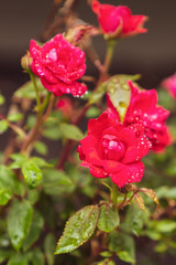 Warm Red Rose Bush Close Up