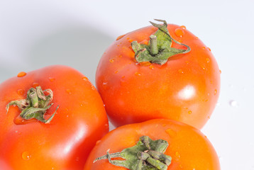 tomatoes on white background