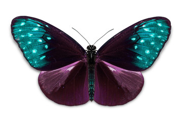 Common Crow (Euploea core) butterfly