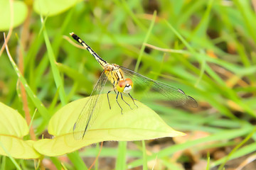 Dragonflies are insects that eat insects are smaller than the food.