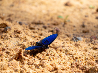 Danaidae Back butterflly eating salt licking ground at Pangsida National park