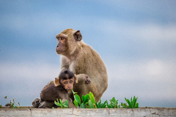 Naklejka premium Small Lingling is growing. It is close to its monkey mother.