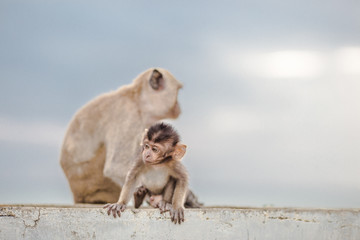 Small Lingling is growing. It is close to its monkey mother.