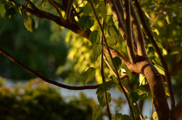 sunset light on branches