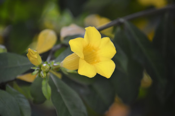 Allamanda