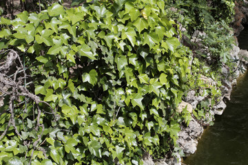 Green leaves
