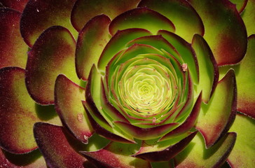 Succulent