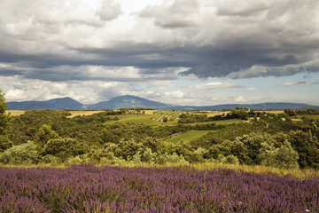 French countryside lavender