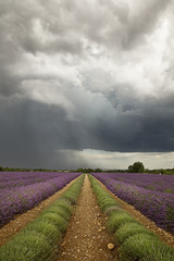 Fototapeta na wymiar Storm over lavender