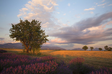 Evening light over lavender fields