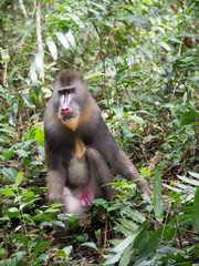 mandrill close-up portrait (Mandrillus sphinx)
