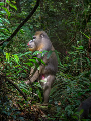 mandrill close-up portrait (Mandrillus sphinx)