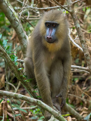 mandrill close-up portrait (Mandrillus sphinx)