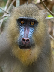 mandrill close-up portrait (Mandrillus sphinx)