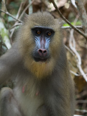 mandrill close-up portrait (Mandrillus sphinx)