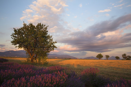 Evening light over lavender fields