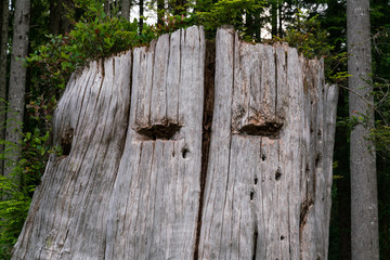 Old Cedar Tree Stump