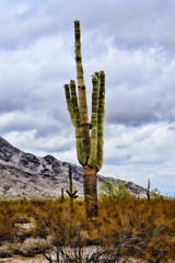 Sonora Desert Arizona Saguaro Cactus San Tan Mountains