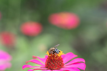 bee on cosmos flower