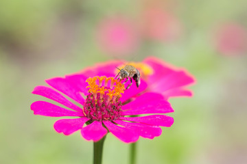 bee on cosmos flower