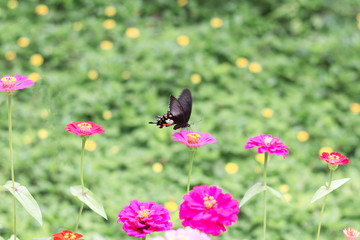 butterfly on cosmos flower