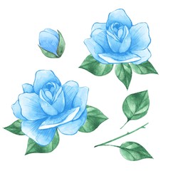 Watercolor floral elements, isolated on white background