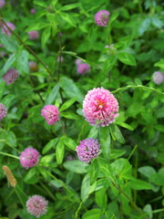 野原の赤詰め草