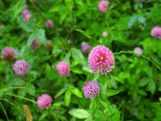 野原の赤詰め草