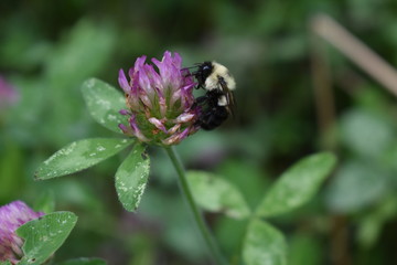 Honeybee