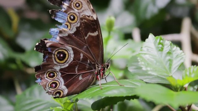 Butterfly sitting on leave