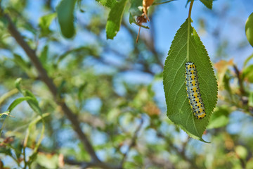 Caterpillar