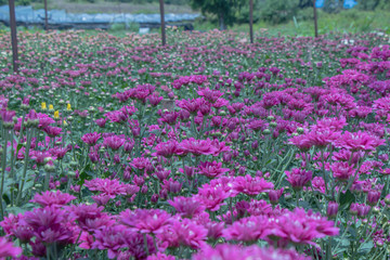 Colorful Chrysanthemum flower.Sometimes called mums or chrysanths in meadow background.(Dendranthemum grandifflora)